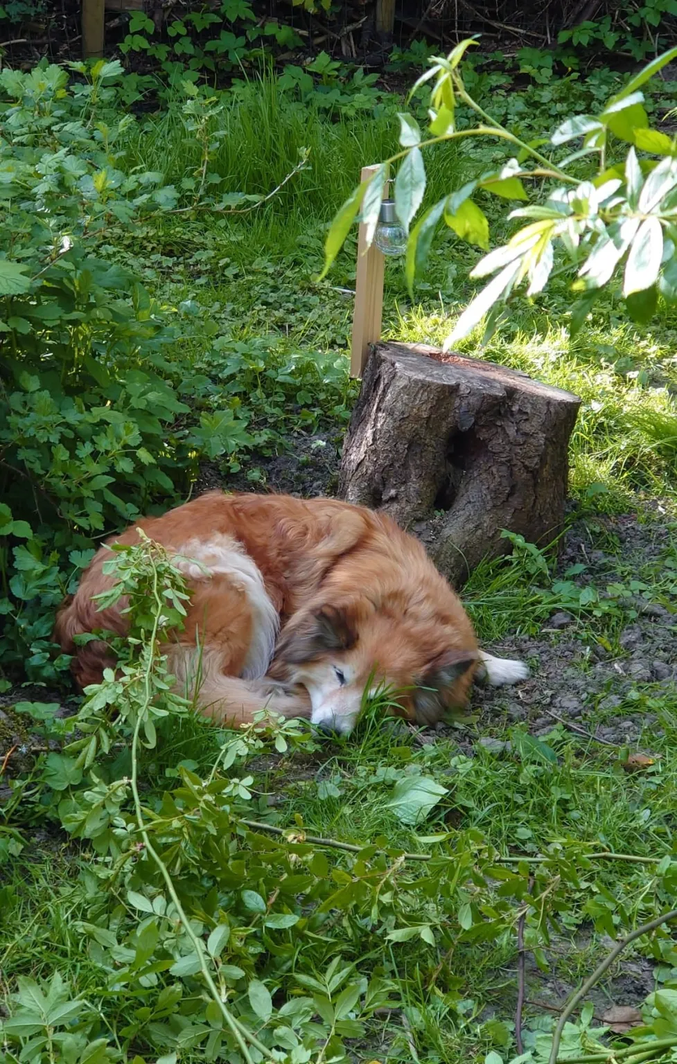 Miss Bera missing HKH Freyja II so much.