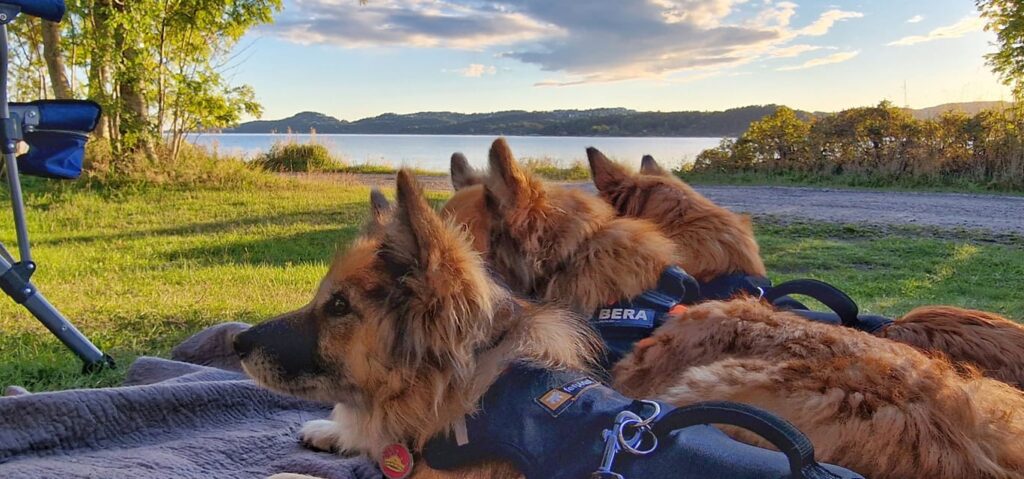 IJslandse Hond Icelandic Sheepdogs in Noway and Sweden