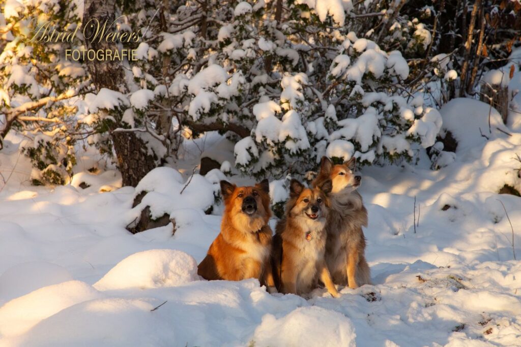With my Icelandic Sheepdogs again in Sweden