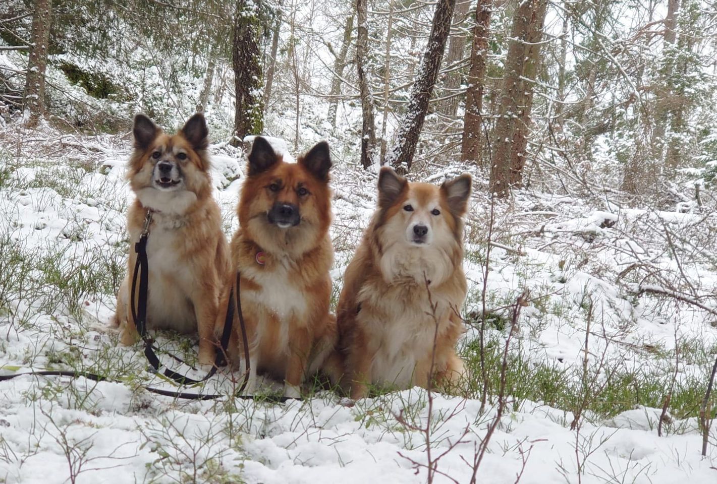 Sweden Icelandic Sheepdogs in the snow.