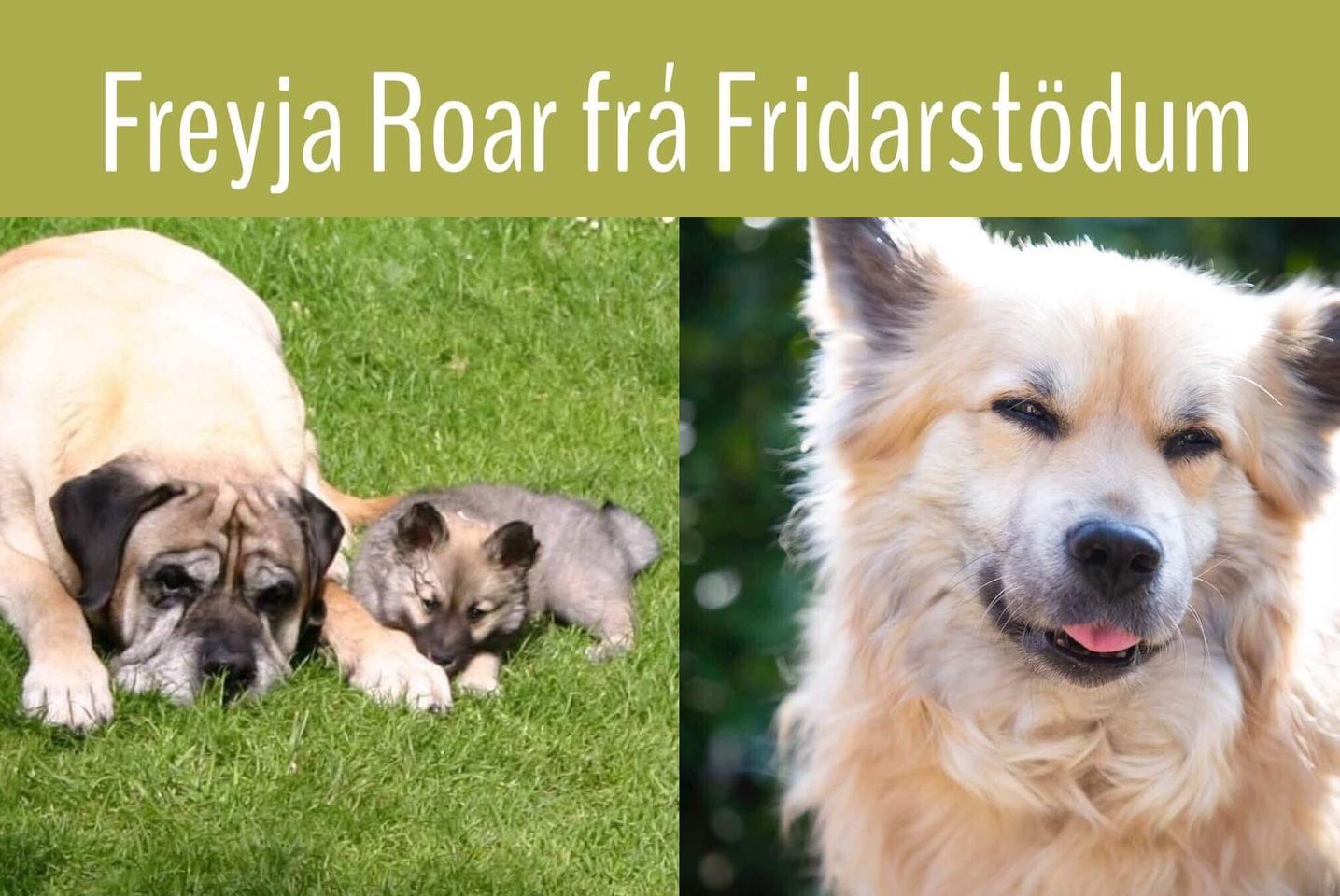 Freyja frá Fridarstödum