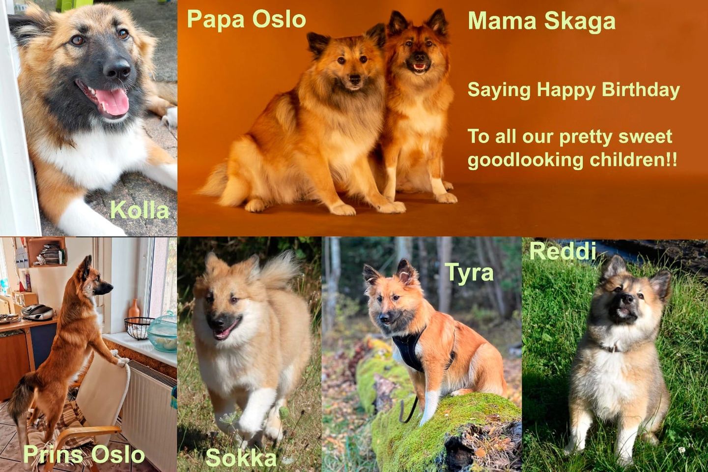 Verjaardag pups Oslo en Skaga, IJslandse Honden van kennel Fráhálendi.