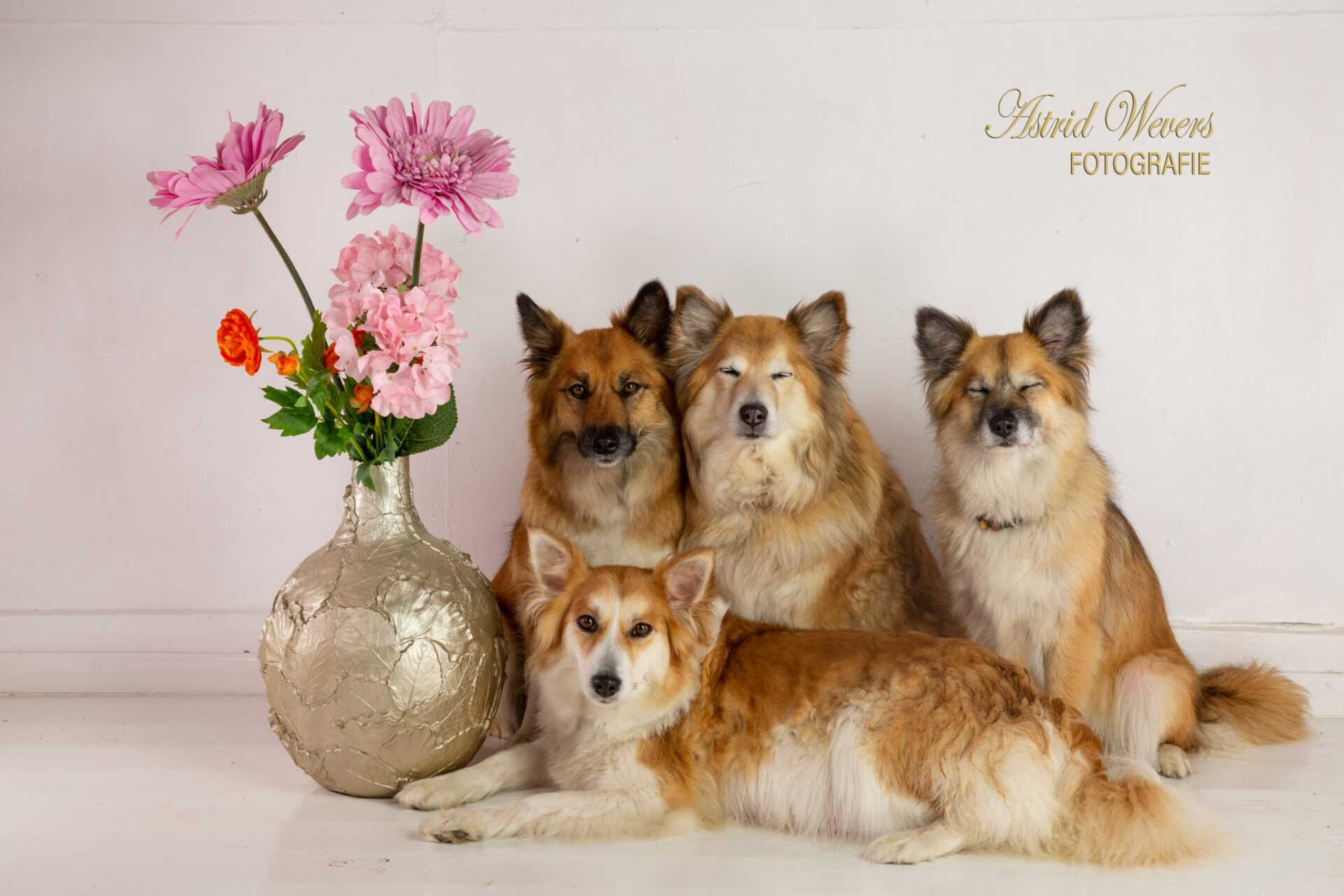 Icelandic Sheepdog IJslandse Honden familie