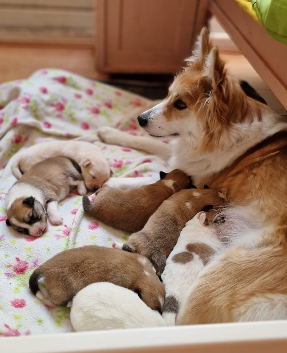 Mother Skikkja and her puppy's
