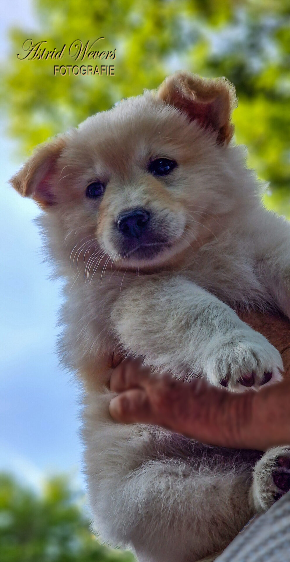 Pup Icelandic Sheepdog