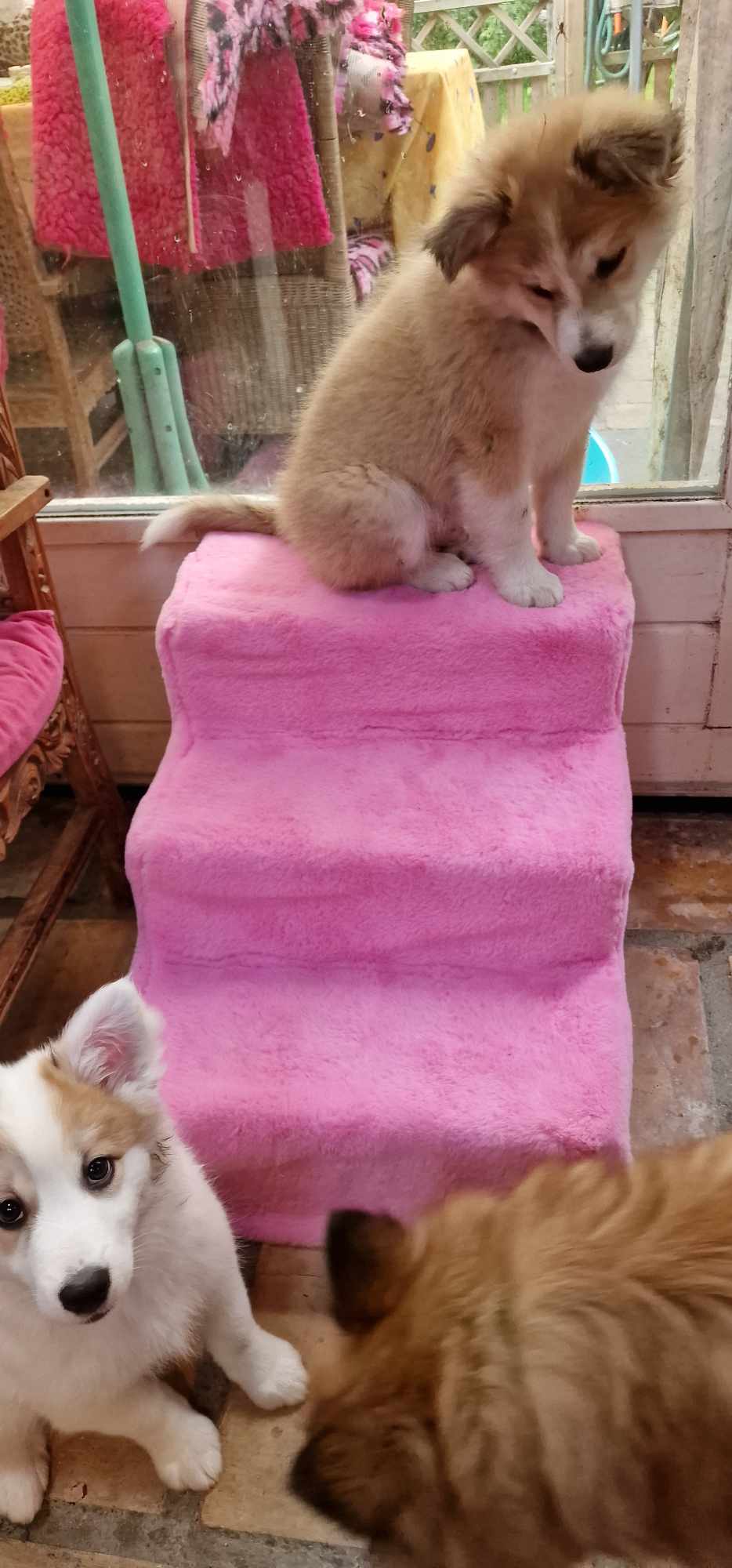 Icelandic Sheepdog on the Stairway to Barbie