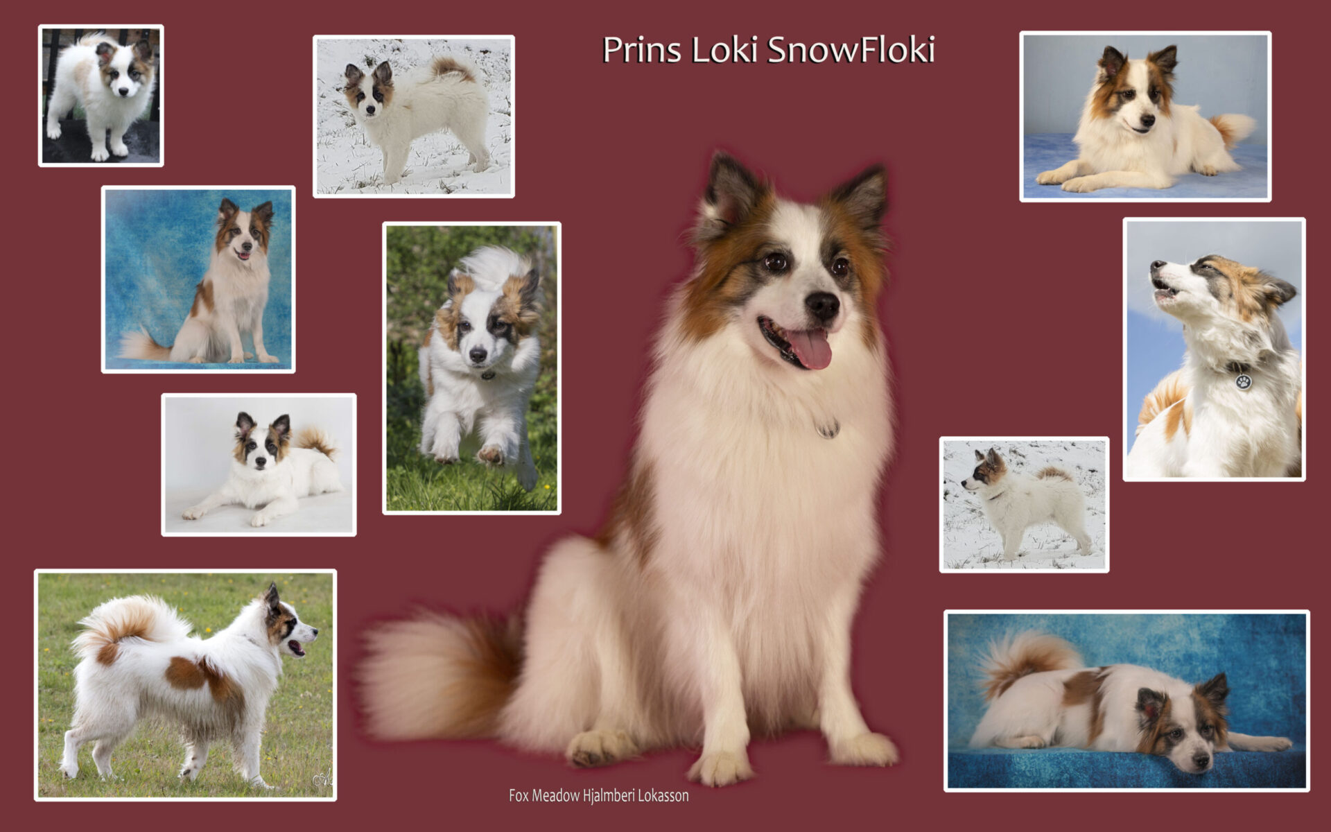 Prins Loki SnowFlokiu 5 jaar