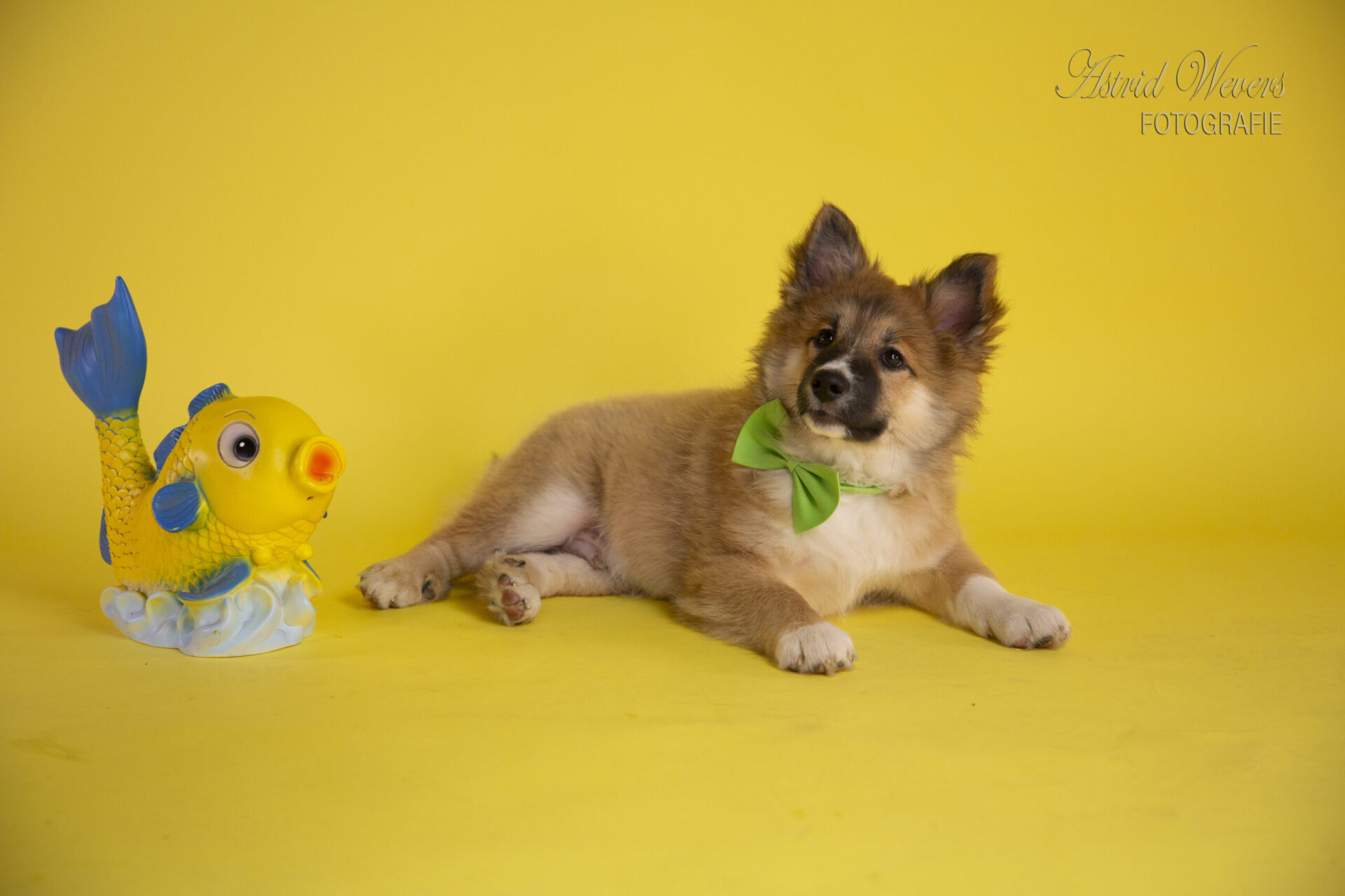 Darling Dillie is a professional Photomodel Icelandic Sheepdog. He knows what to do and knows how to reach you with his lovely eyes!