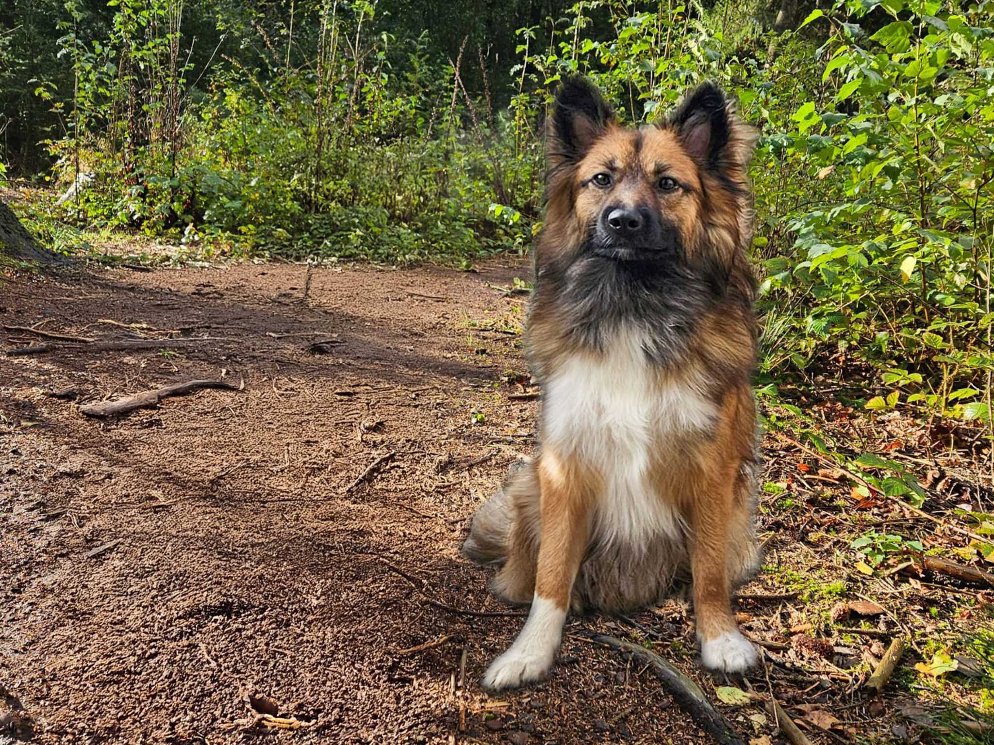 Luffe Foli FráHálendi IJslandse Hond Luffe Foli FráHálendi
