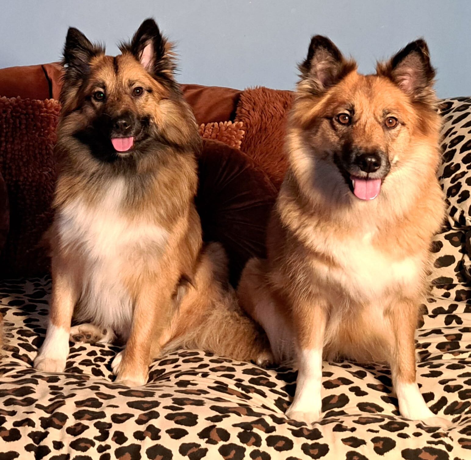 Luffe en Skaga IJslandse Honden Luffe en Skaga