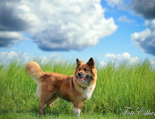 Skaga Leista, the most beautiful Icelandic Sheepdog ever!