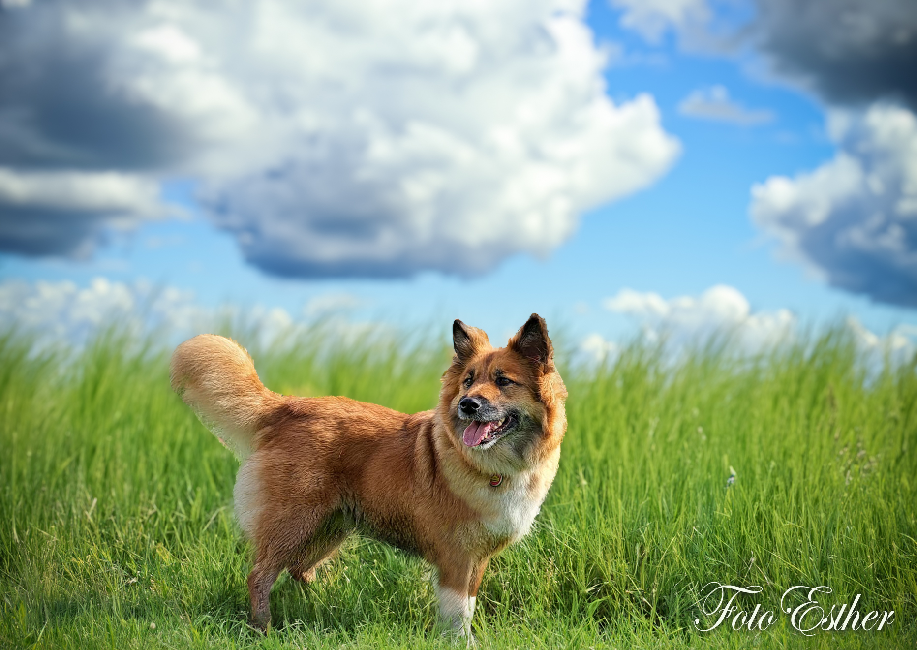 Skaga Leista The most beautiful Icelandic Sheepdog ever!