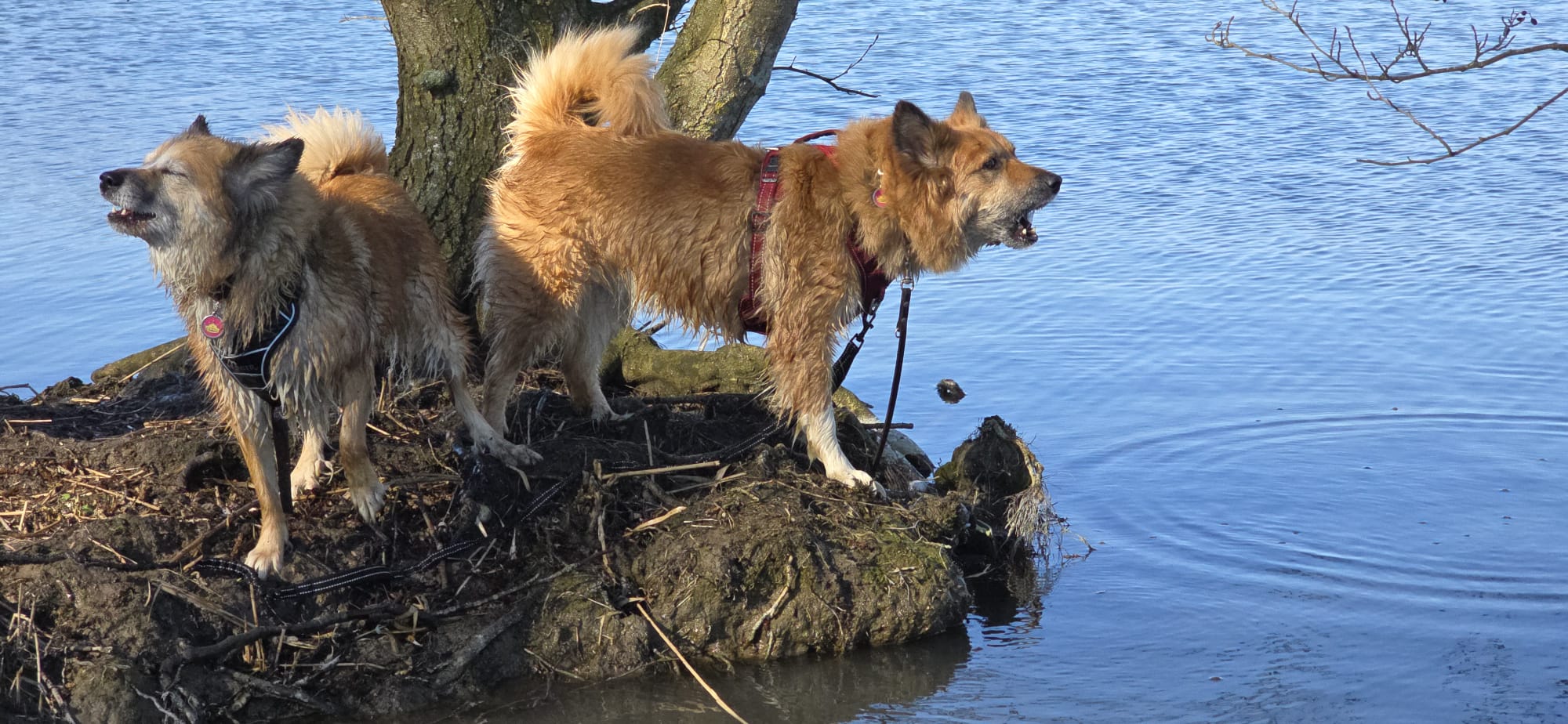 Skaga Leista The most beautiful Icelandic Sheepdog ever! Skaga Leista The most beautiful Icelandic Sheepdog ever!