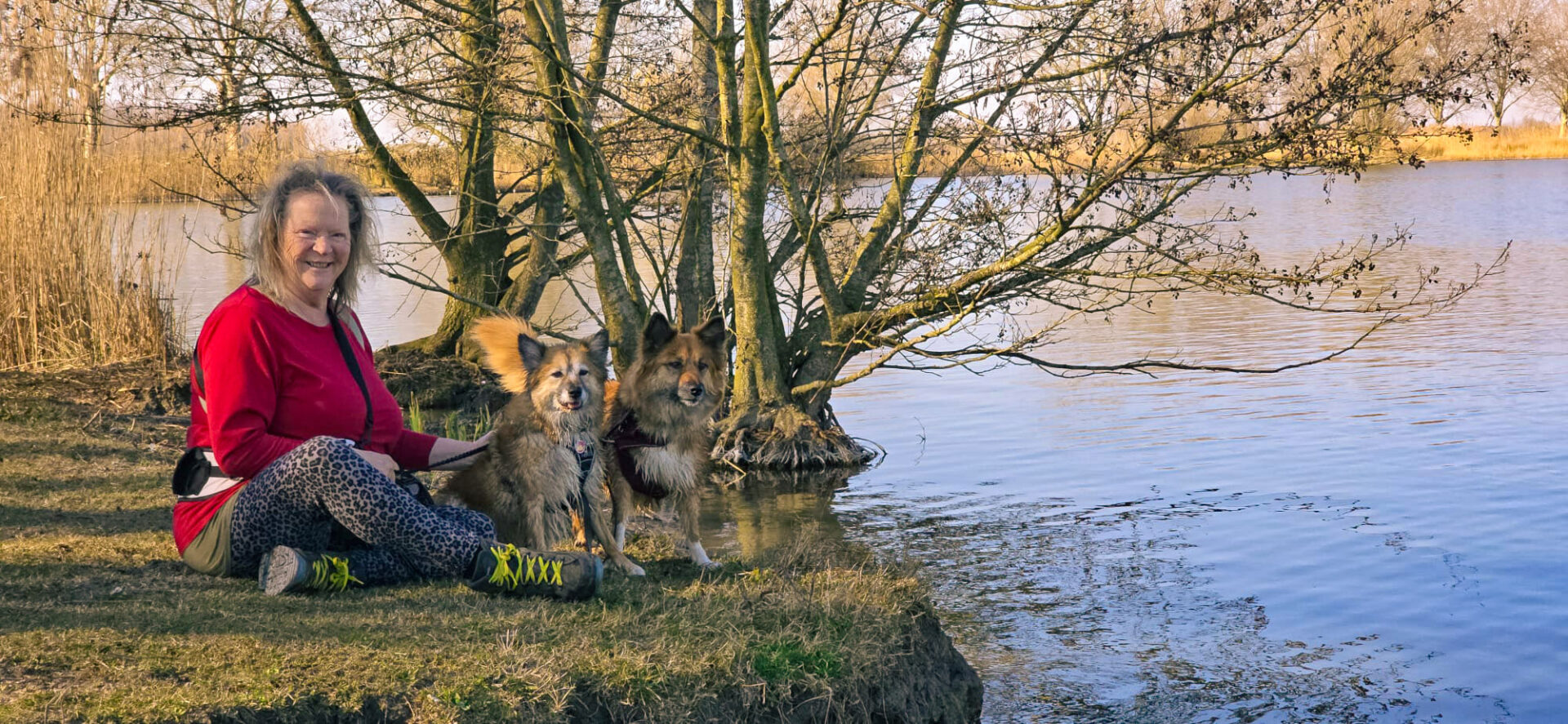 IJslandse Honden bij IJsselstijn IJslandse Honden bij IJsselstijn