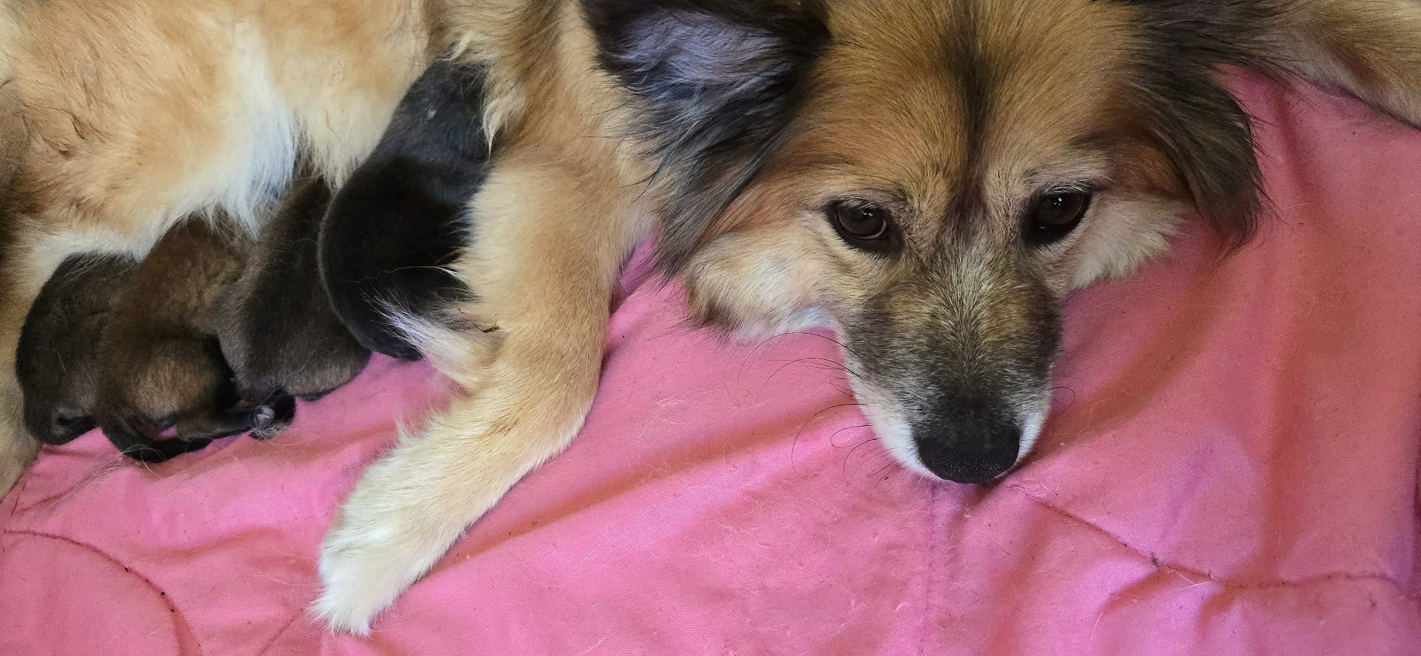De pups van Twirre Frida 2025 IJslandse Honden in Nederland De pups van Twirre Frida 2025 IJslandse Honden in Nederland