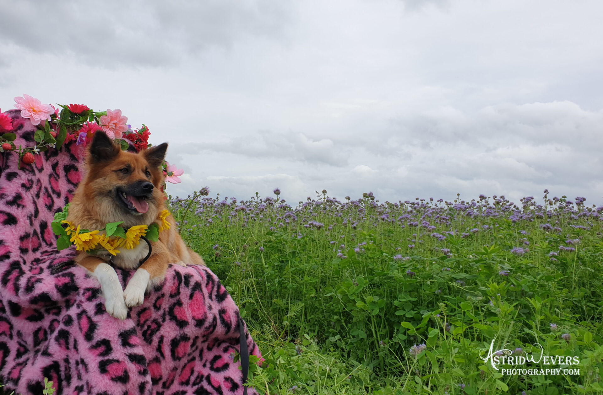 Liefste Skaga RIP 5 mei 2025 Liefste Skaga mijn allerliefste IJslandse Hond