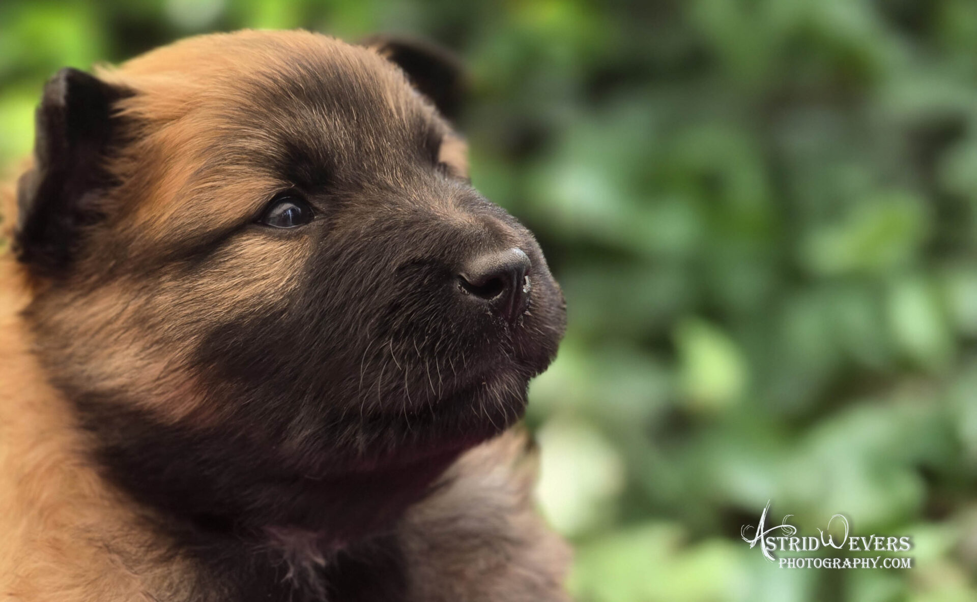 IJslandse Hond pup van Skaga