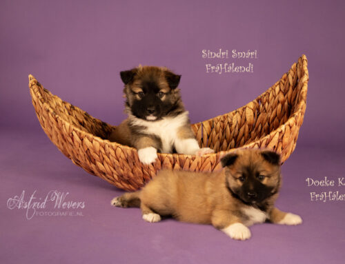 Beautiful Icelandic Sheepdog puppy’s – Prachtige IJslandse Honden pups!