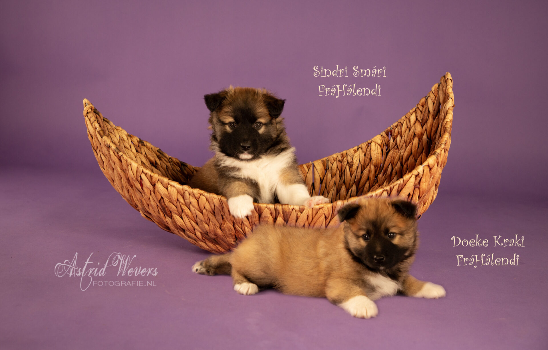 Pups IJslandse Honden Sindri en Kraki Pups IJslandse Honden Sindri en Kraki