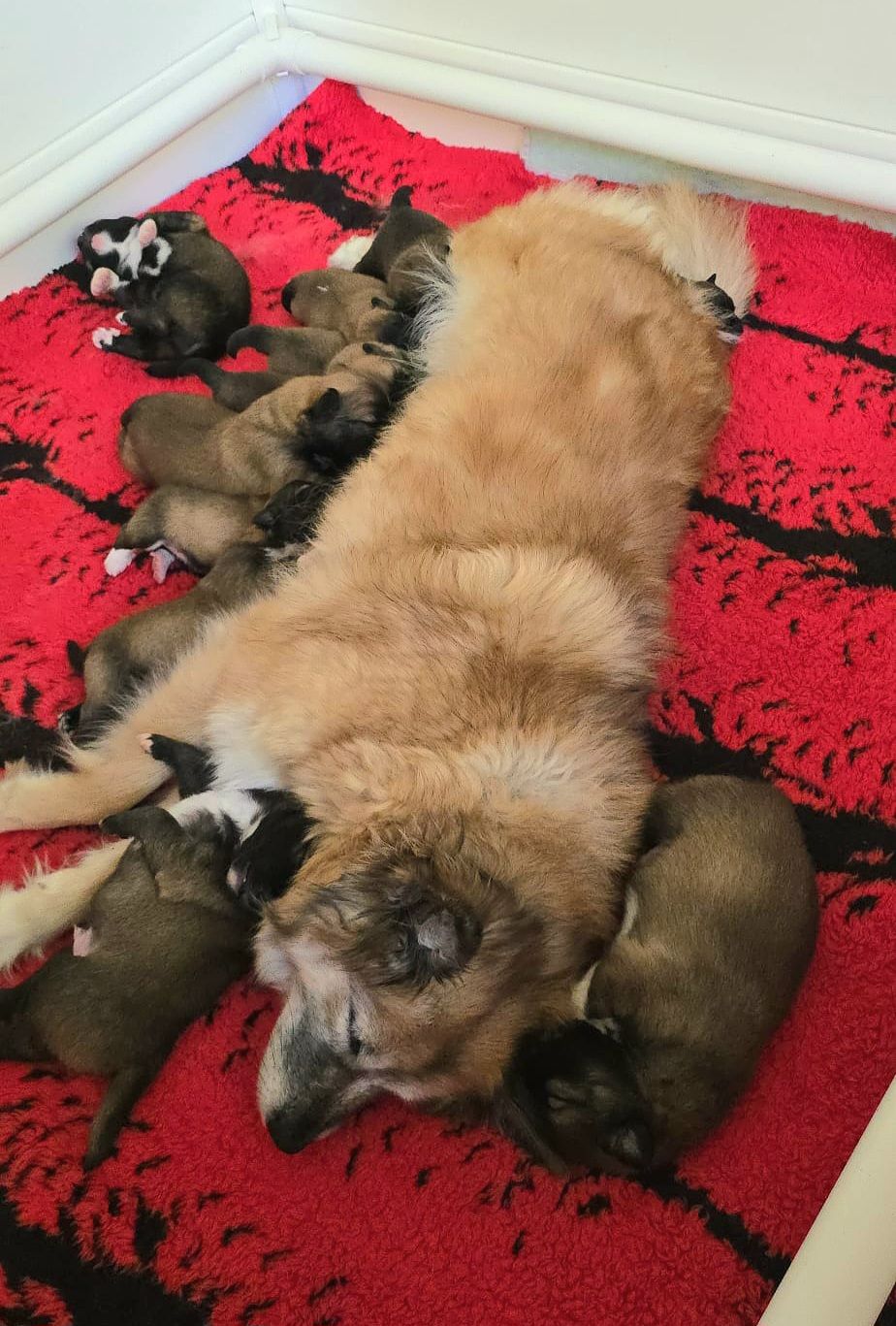 Twirre met de pups IJslandse Hond