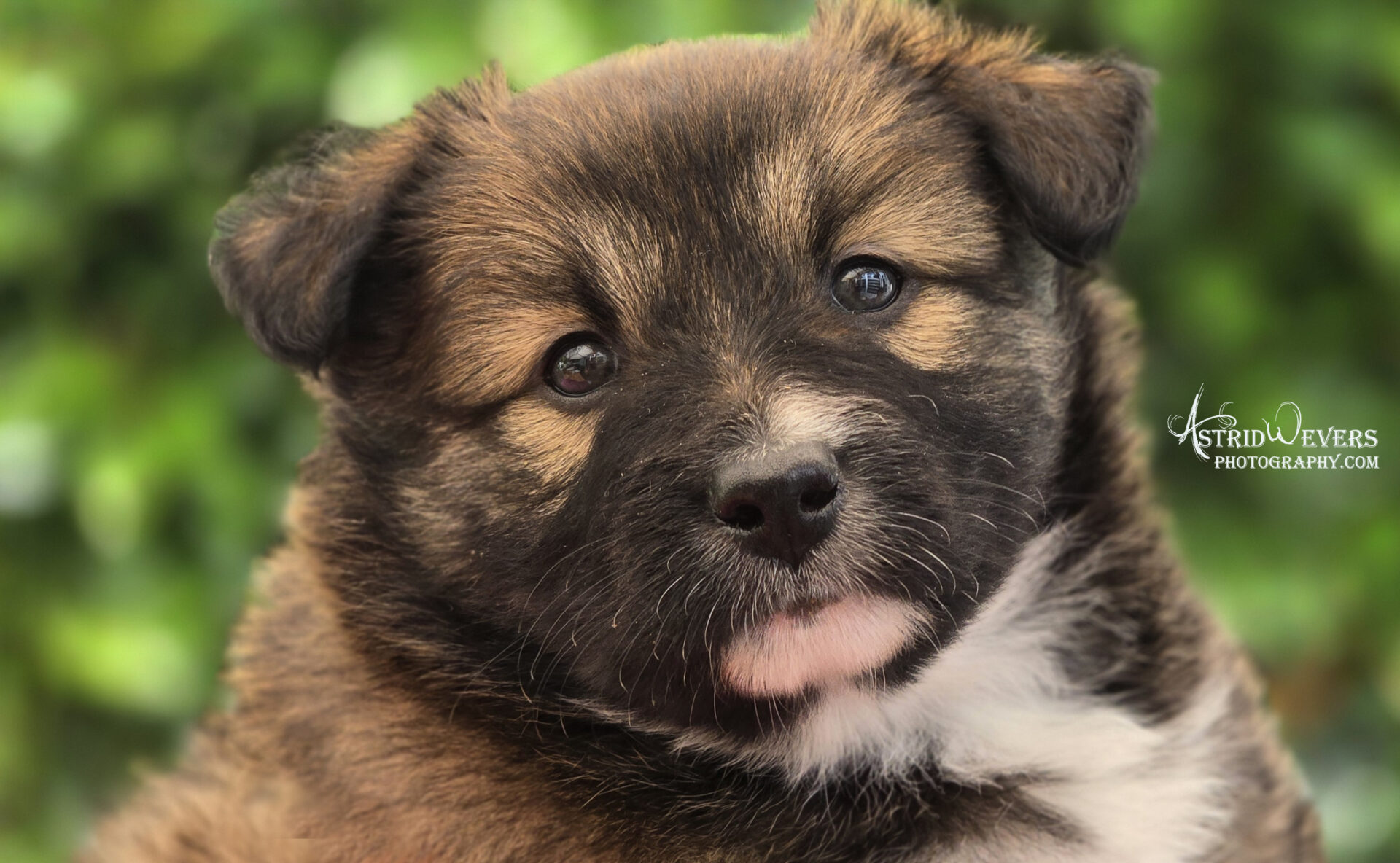 IJslandse Hond pup van Twirre