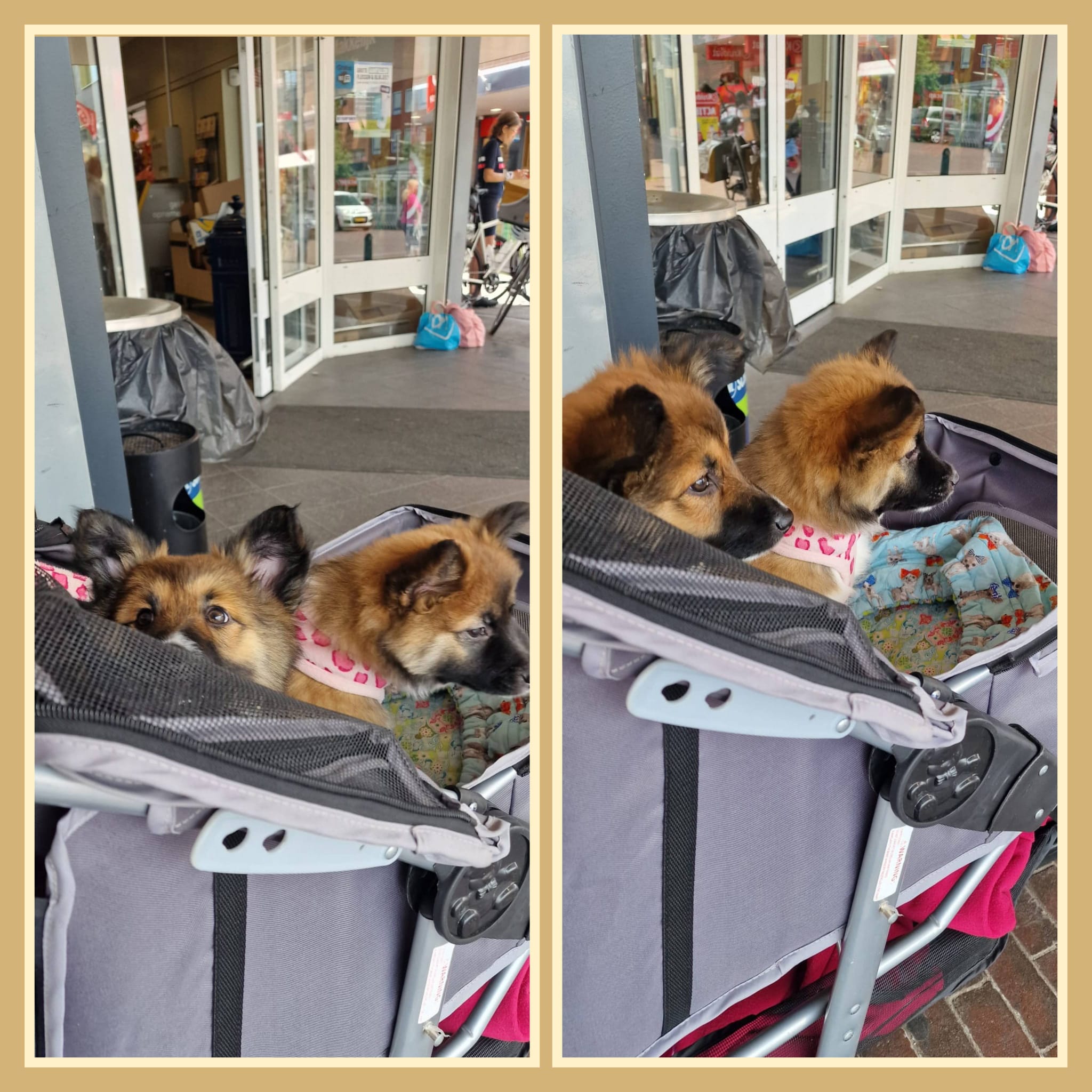 Collage IJslandse honden Pups