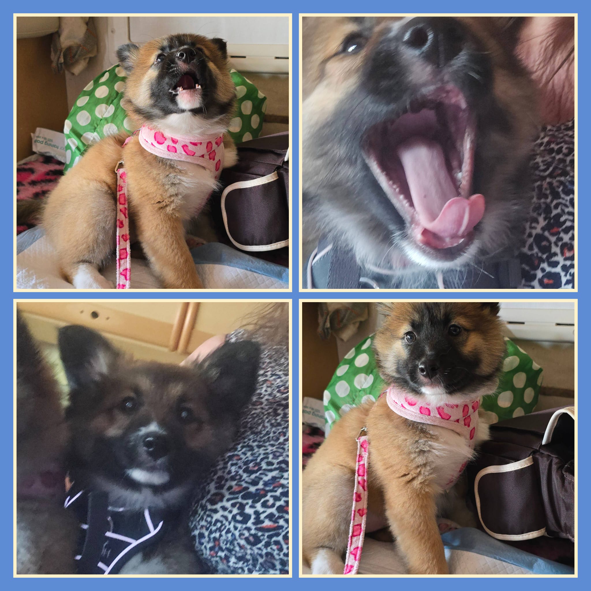 Collage IJslandse honden Pups