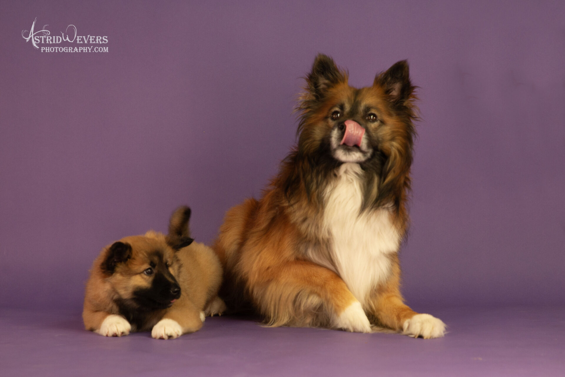  Magnus en Doeke IJslandse Honden in Nederland