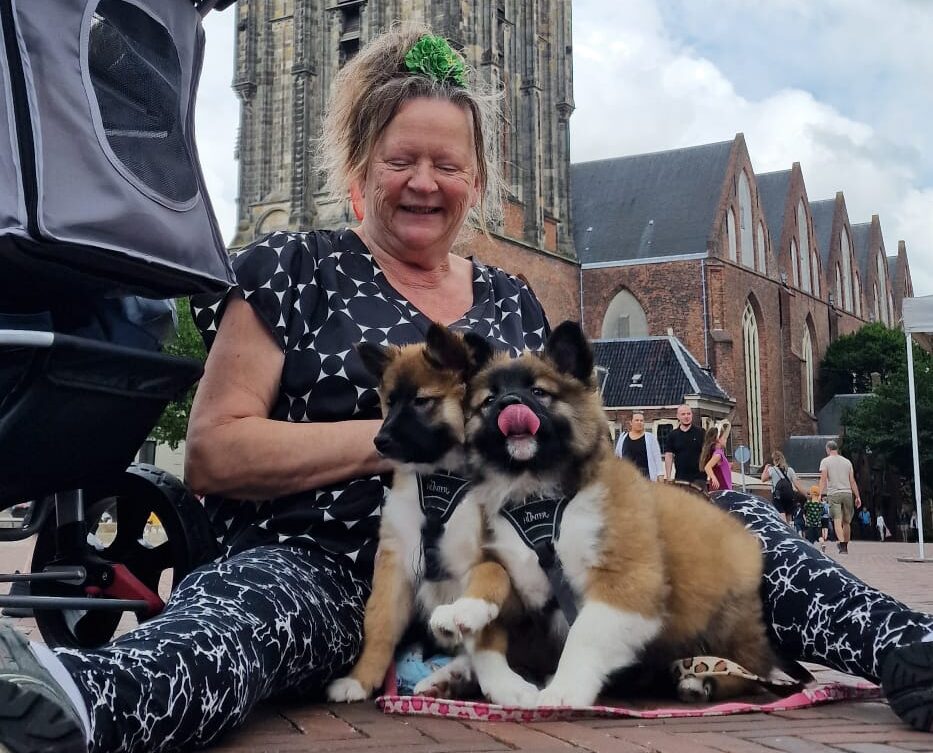 Socialiseren met IJslandse Honden pups in Groningen - Martinitoren