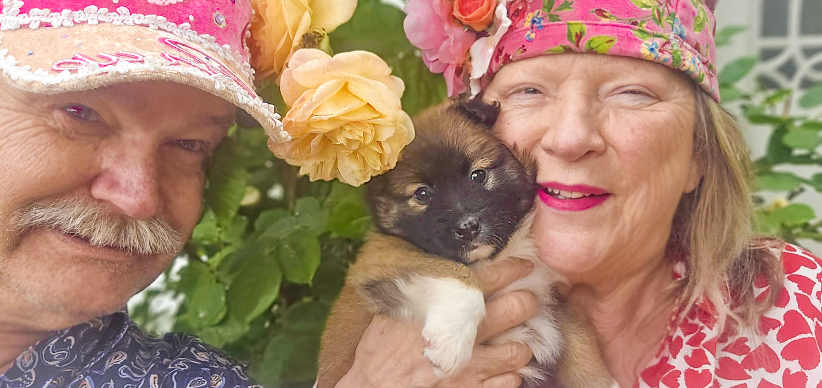 Welkom IJslandse Hond Rosa Bambi Skaga FráHálendi