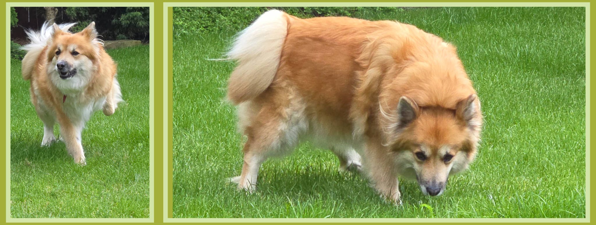 Dokka Icelandic Sheepdog Poland