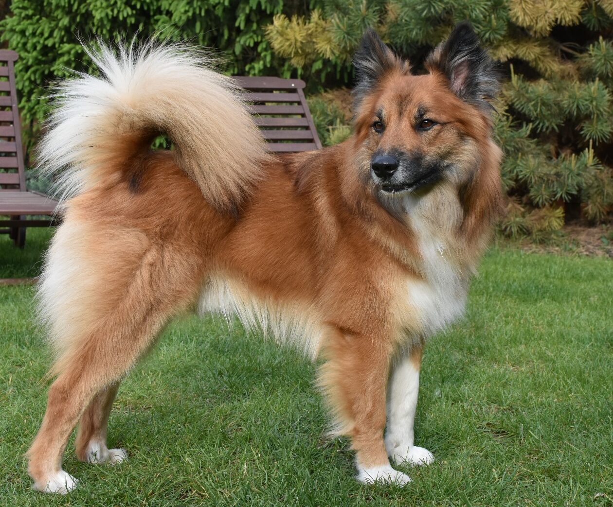 Prins Oslo 2025 stud dog