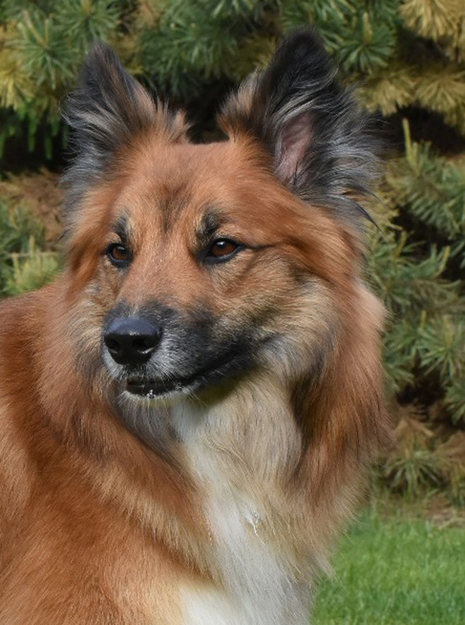 Prins Oslo / stud dog
