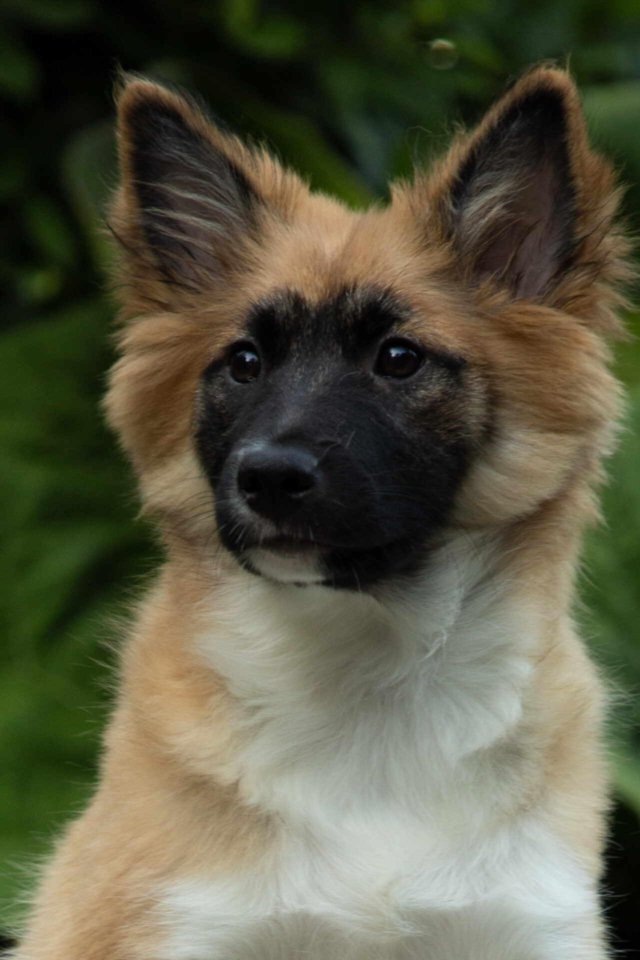 Rosa Bambi Skaga FráHálendi IJslandse hond