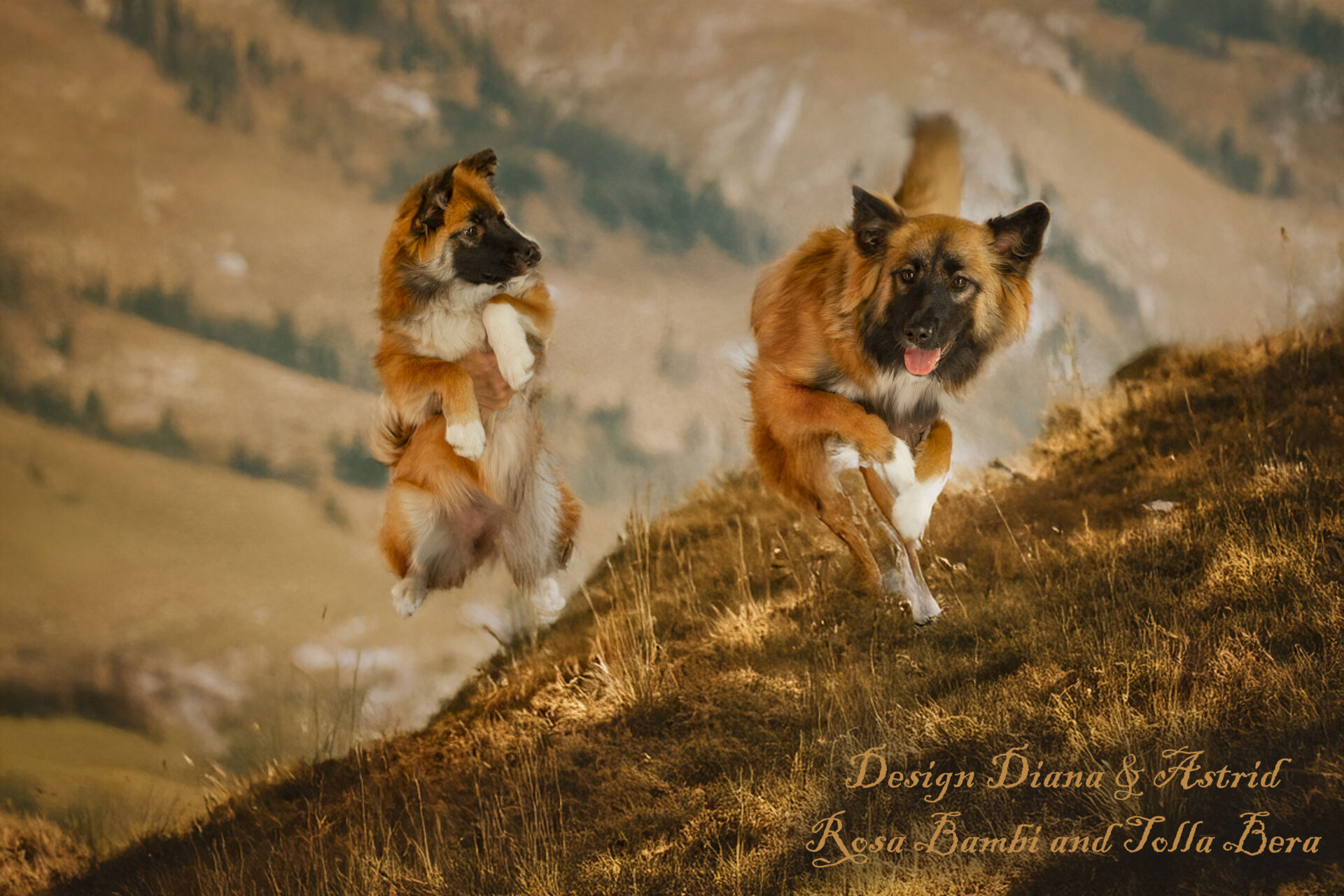 Jumping Rosa en Tolla Icelandic Sheepdogs