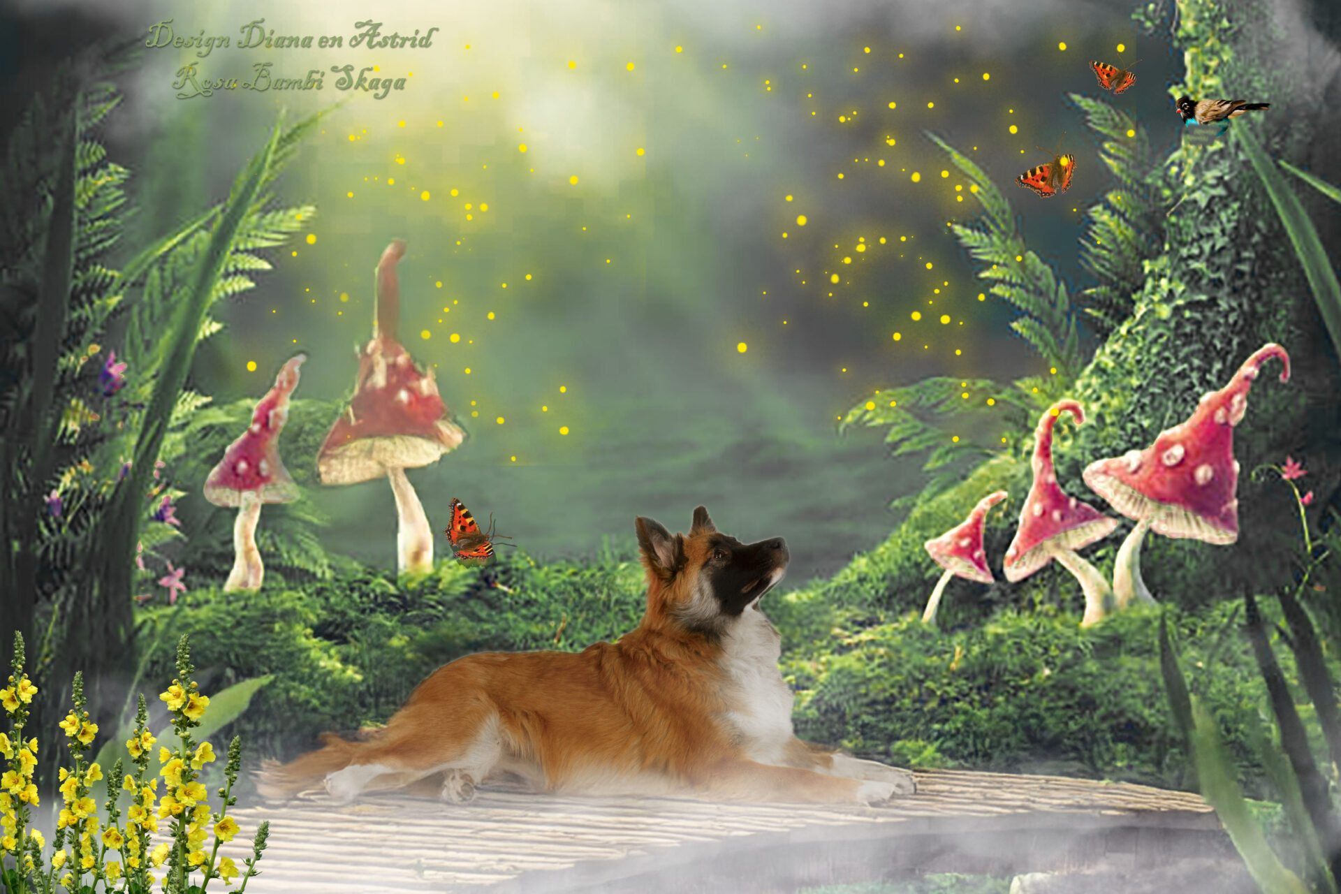 Rosa Bambi Skaga FráHálendi