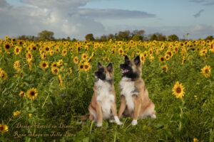 Rosa en Tolla, IJslandse Honden zusjes