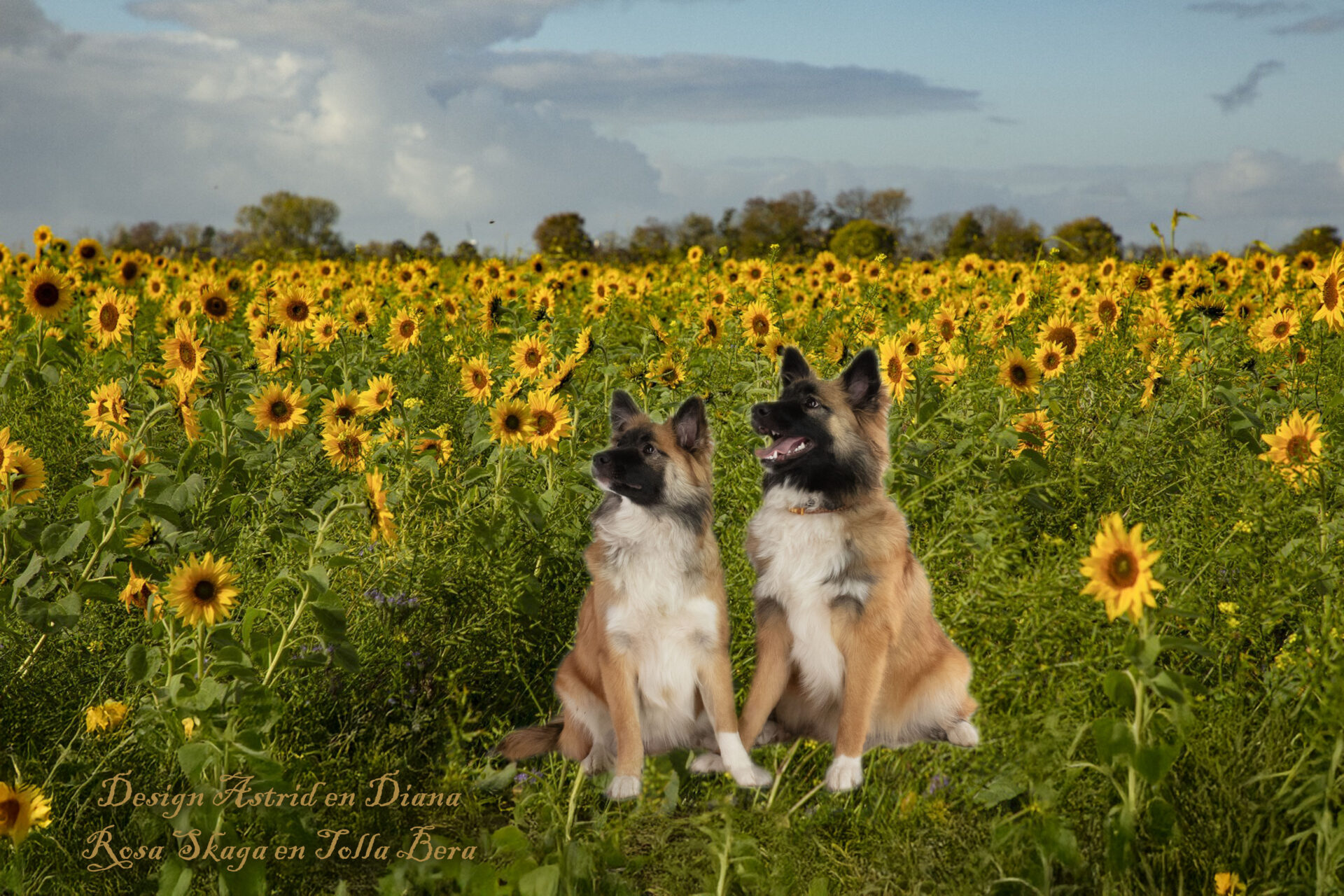 Rosa en Tolla, IJslandse Honden zusjes