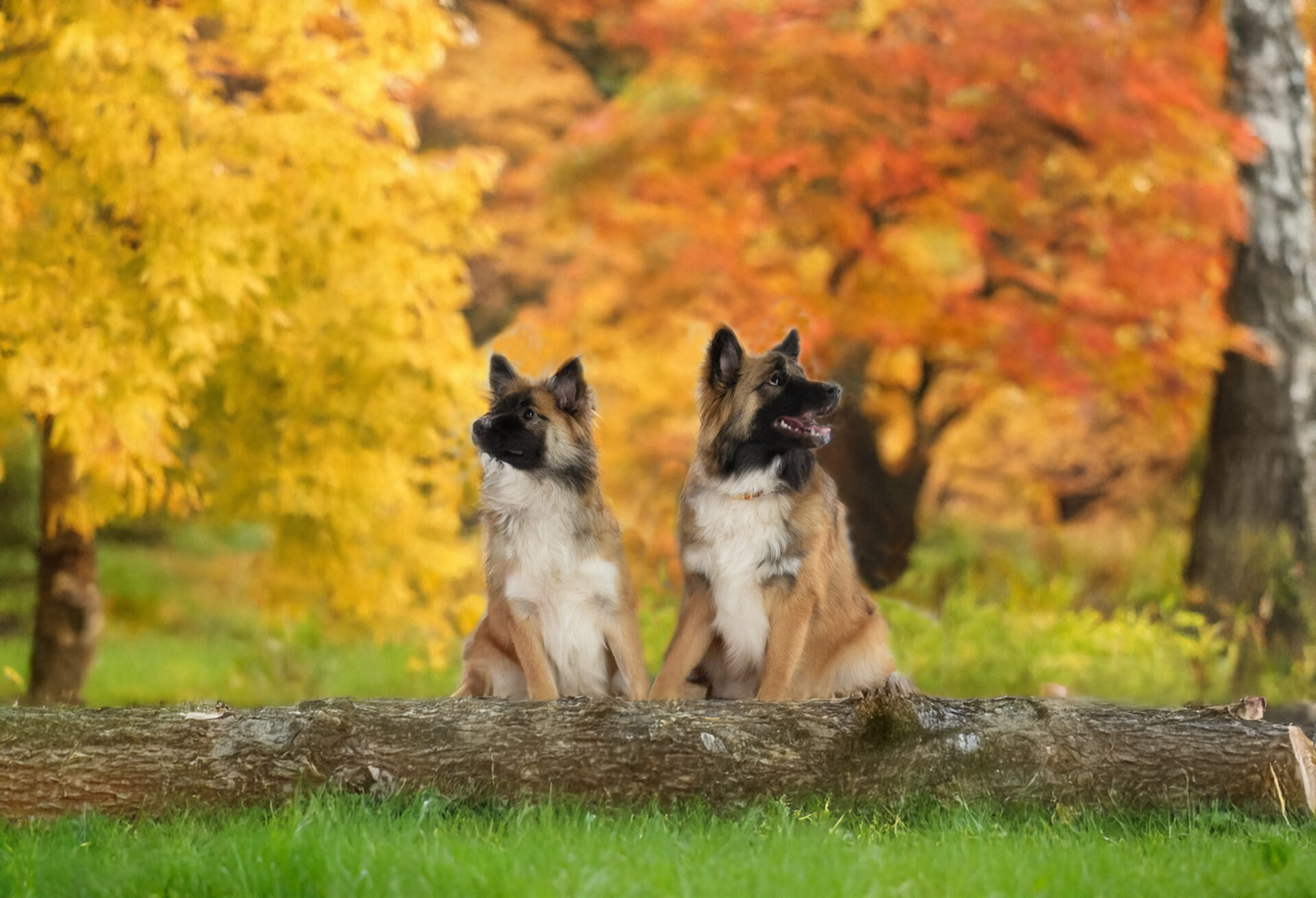 Rosa en Tolla, IJslandse Honden zusjes