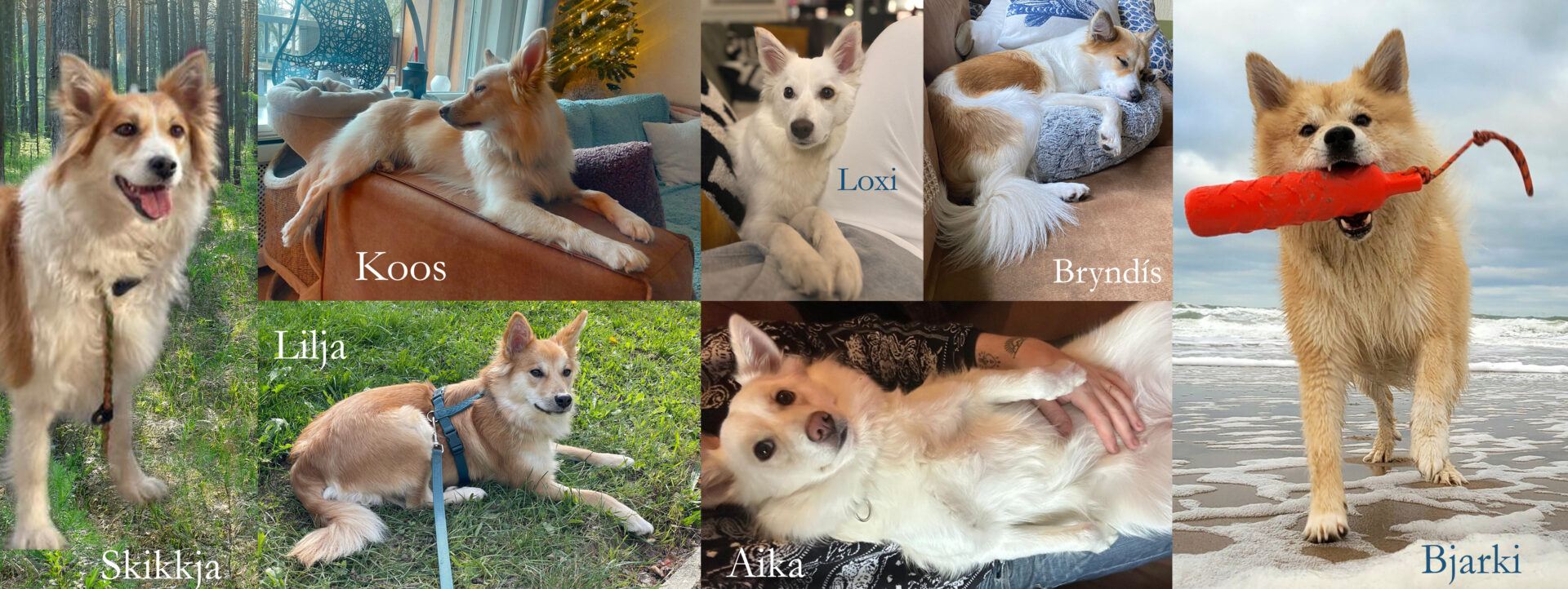 collage IJslandse Honden pups Skikkja en Bjarki 2025 