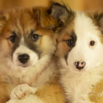 Britta en Braga Icelandic Sheepdogs