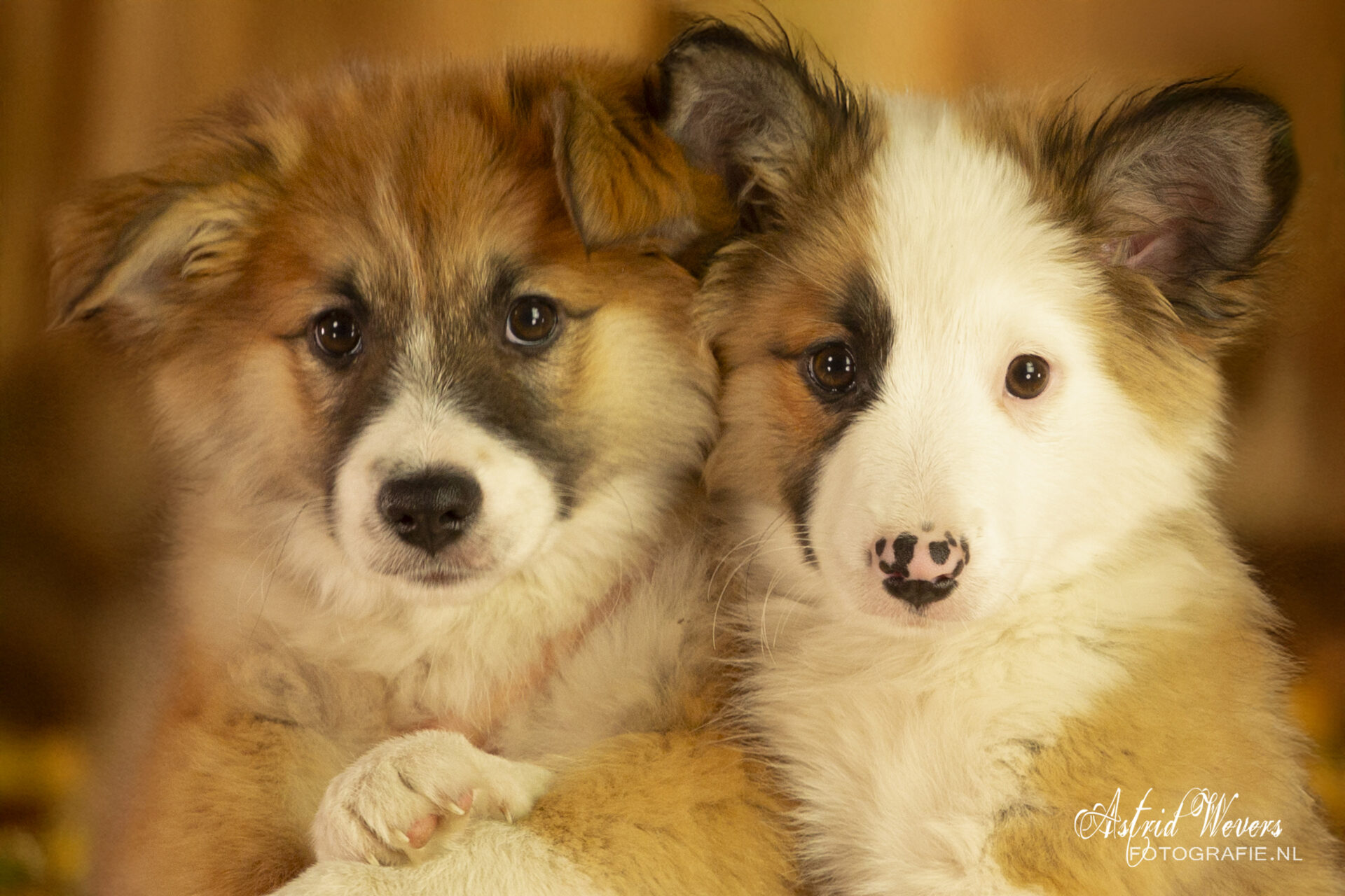 Britta en Braga Icelandic Sheepdogs