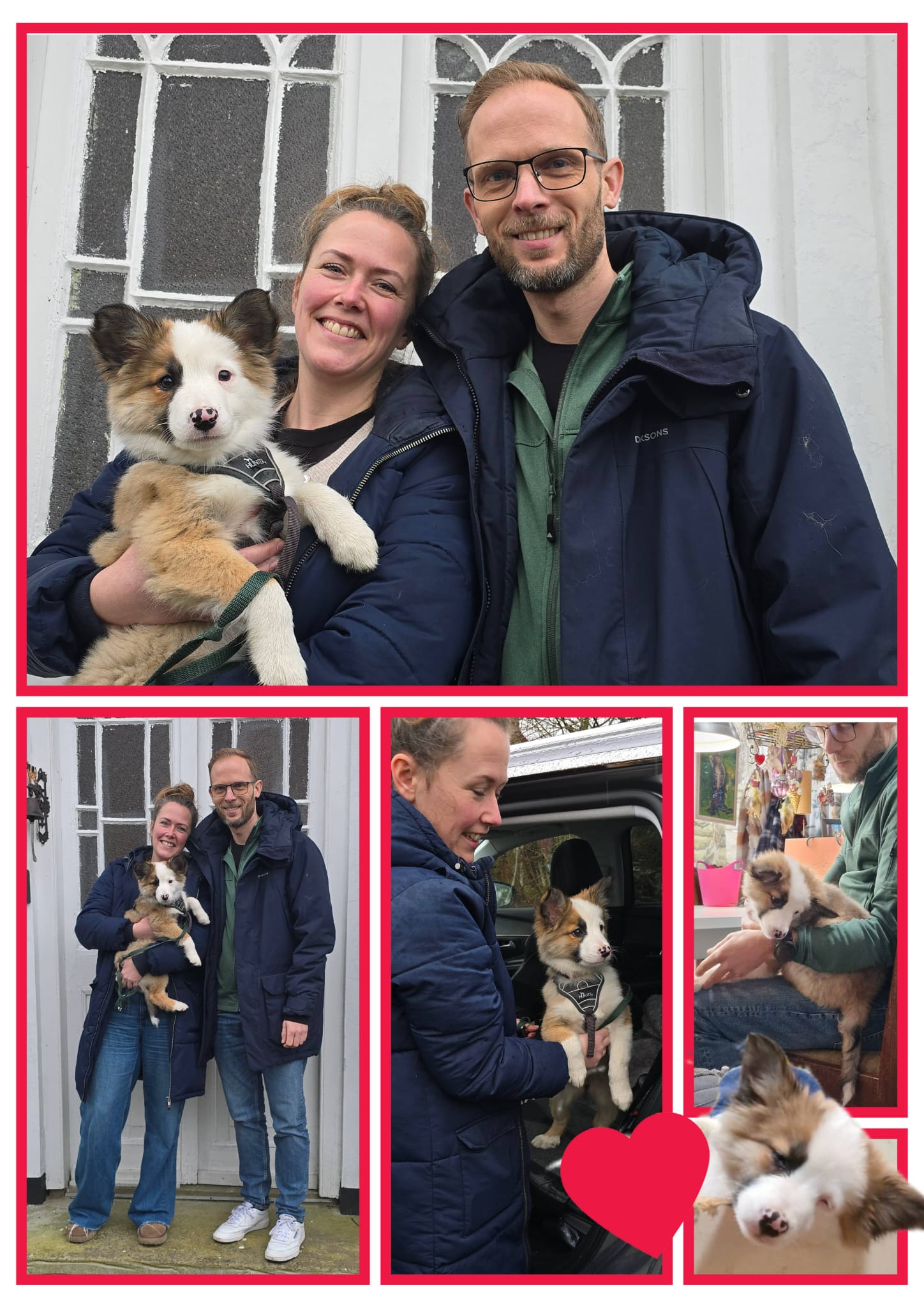 IJslandse Honden Pups