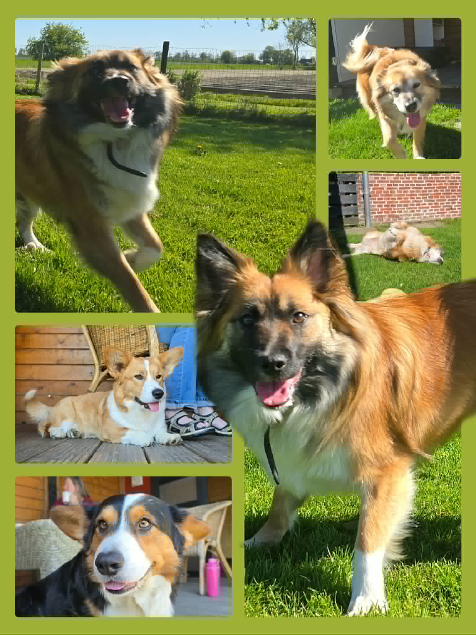 IJslandse Honden en Corgies