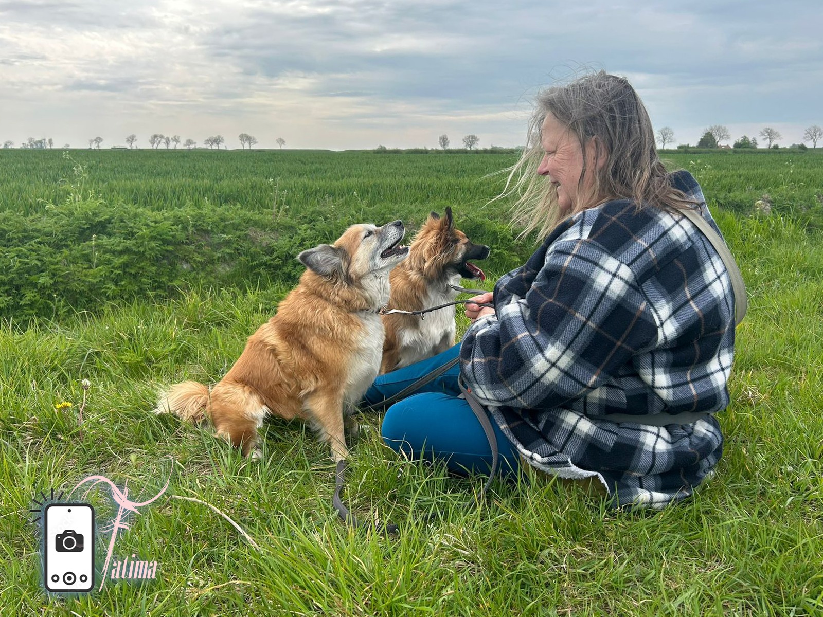 IJslandse Honden op het Hogeland