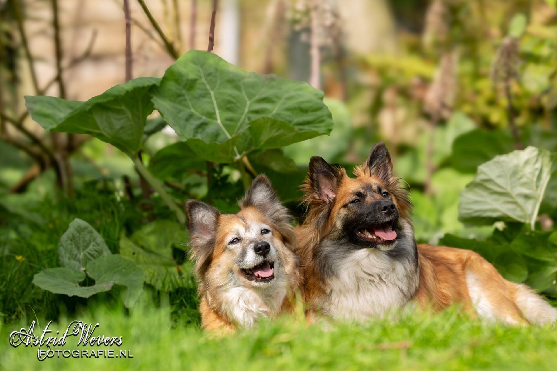 Twirre en Rosa IJslandse Honden