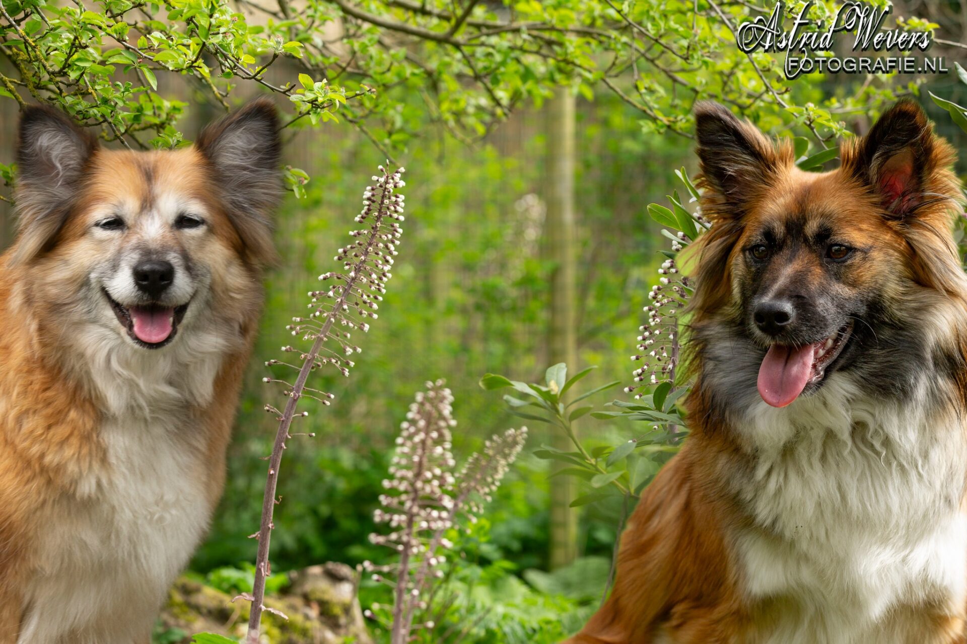 Twirre en Rosa in de bloemen IJslandse Honden